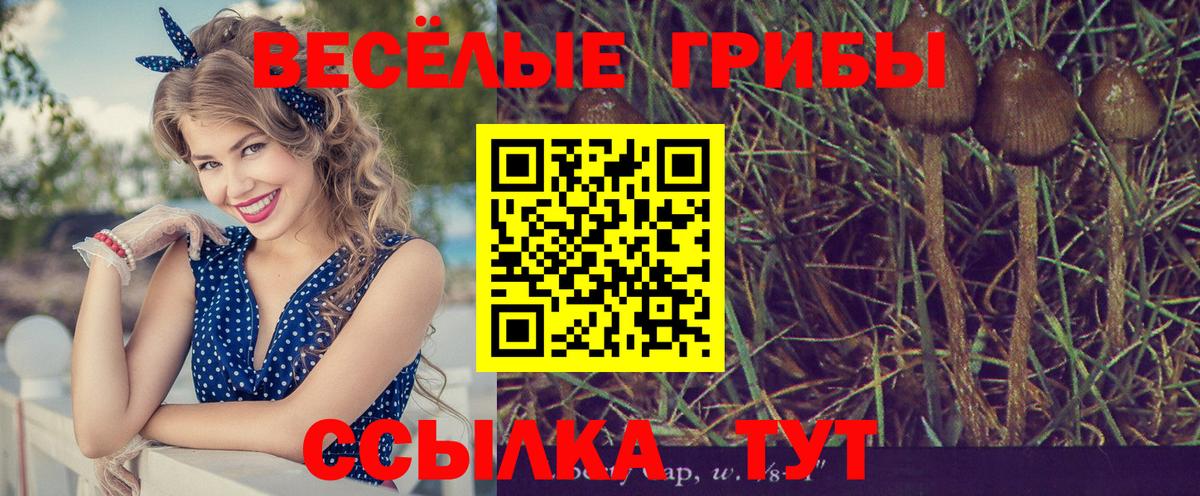 Псилоцибиновые грибы Cubensis Сарапул